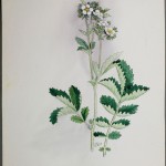 Photo of a watercolour painting of a White Cinquefoil plant.