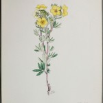 Photo of a watercolour painting of a Shrubby Cinquefoil plant.