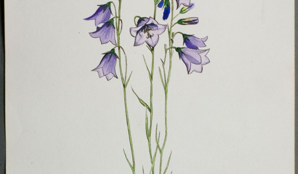 Photo of a watercolour painting of a Harebell plant.