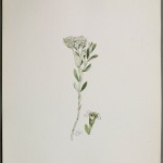 Photo of a watercolour painting of a Pale Comandra plant.
