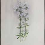 Photo of a watercolour painting of a Northern Bedstraw plant.