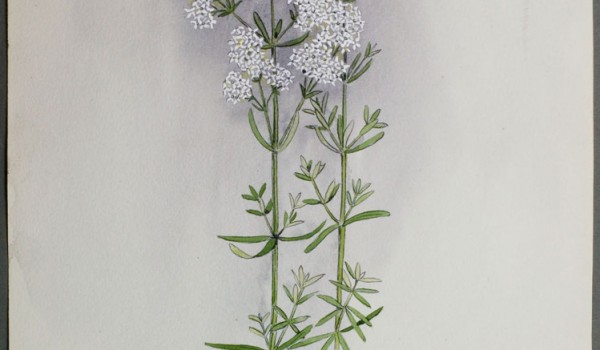 Photo of a watercolour painting of a Northern Bedstraw plant.