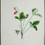Photo of a watercolour painting of a Smooth Wild Strawberry plant.