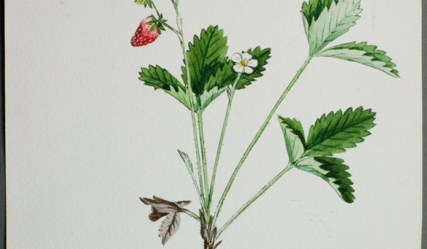 Photo of a watercolour painting of a Smooth Wild Strawberry plant.