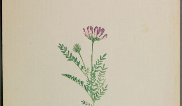 Photo of a watercolour painting of a Purple Milk-vetch plant.