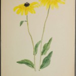 Photo of a watercolour painting of a Black-eyed Susan plant.