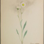 Photo of a watercolour painting of a Smooth Fleabane plant.