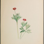 Photo of a watercolour painting of a Cut-leaved Anemone plant.