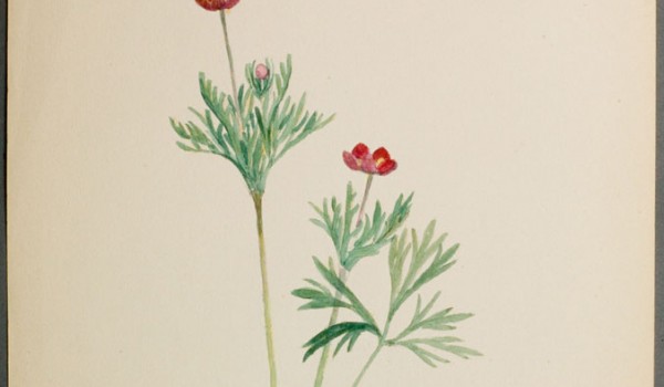 Photo of a watercolour painting of a Cut-leaved Anemone plant.