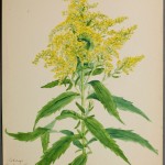 Photo of a watercolour painting of a Canada Goldenrod plant.