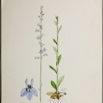 Photo of a watercolour painting of a Spiked Lobelia plant.