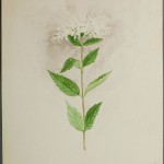 Photo of a watercolour painting of a Wild Bergamot plant.