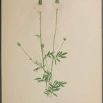 Photo of a watercolour painting of a White Prairie-clover plant.