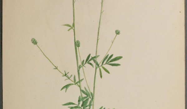 Photo of a watercolour painting of a White Prairie-clover plant.