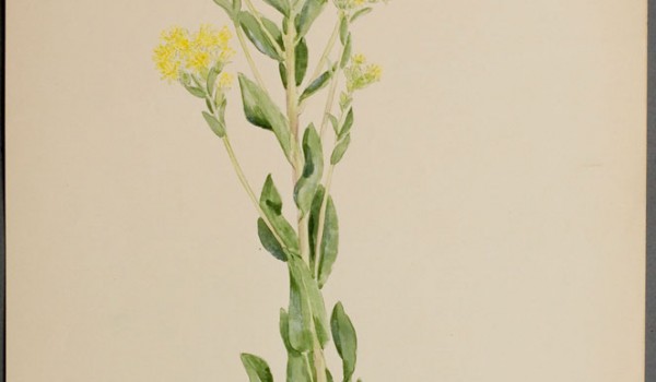 Photo of a watercolour painting of a Rigid Goldenrod plant.