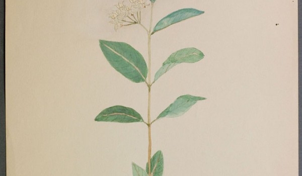 Photo of a watercolour painting of a Dwarf Milkweed plant.