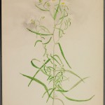 Photo of a watercolour painting of a Many-flowered Aster plant.