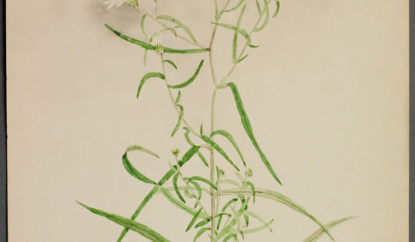 Photo of a watercolour painting of a Many-flowered Aster plant.