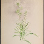 Photo of a watercolour painting of a Meadow Blazingstar plant.