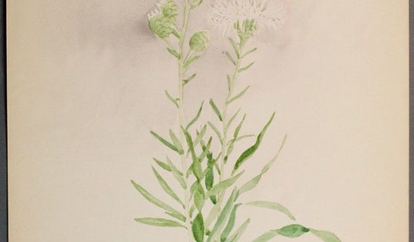 Photo of a watercolour painting of a Meadow Blazingstar plant.