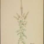 Photo of a watercolour painting of a Hairy Prairie-clover plant.