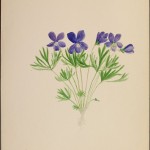 Photo of a watercolour painting of a Crowfoot Violet plant.