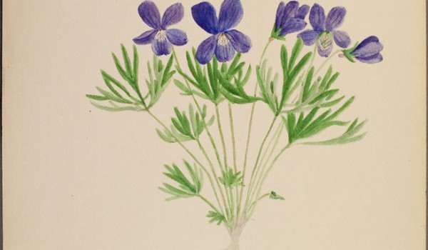 Photo of a watercolour painting of a Crowfoot Violet plant.