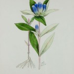 Photo of a watercolour painting of a Closed Gentian plant.