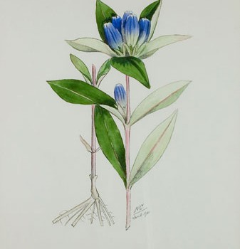 Photo of a watercolour painting of a Closed Gentian plant.