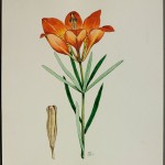 Photo of a watercolour painting of a Western Red Lily plant.
