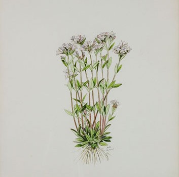 Photo of a watercolour painting of a Long-leaved Bluets plant.