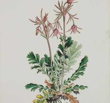 Photo of a watercolour painting of a Three-flowered Avens plant.