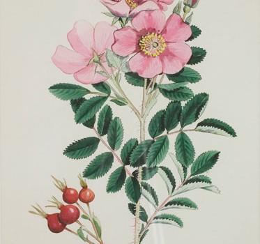 Photo of a watercolour painting of a Prairie Rose plant.