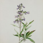 Photo of a watercolour painting of a Lilac-flowered Beardtongue plant.