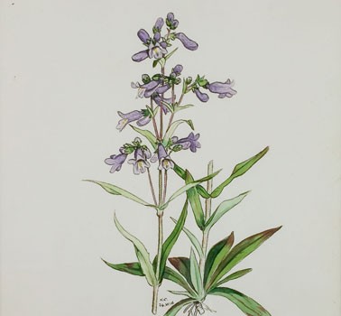 Photo of a watercolour painting of a Lilac-flowered Beardtongue plant.