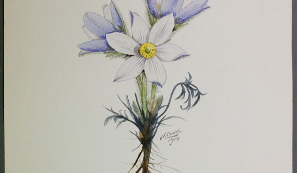 Photo of a watercolour painting of a Prairie Crocus plant.