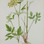 Photo of a watercolour painting of a Golden Alexander plant.