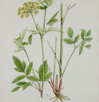 Photo of a watercolour painting of a Golden Alexander plant.
