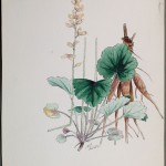 Photo of a watercolour painting of an Alumroot plant.