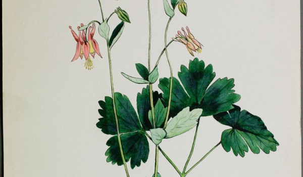 Photo of a watercolour painting of a Wild Columbine plant.
