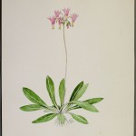 Photo of a watercolour painting of a Saline Shootingstar plant.