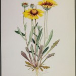 Photo of a watercolour painting of a Gaillardia plant.