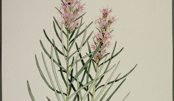 Photo of a watercolour painting of a Dotted Blazingstar plant.