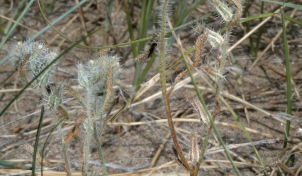 Photo of a Tiny Cryptanthe plant.