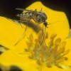 Photo of a mosquito on a Shrubby Cinquefoil flower.