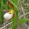 Photo of a Small White Lady's-slipper plant.
