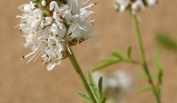 Photo of a White Prairie-clover plant.