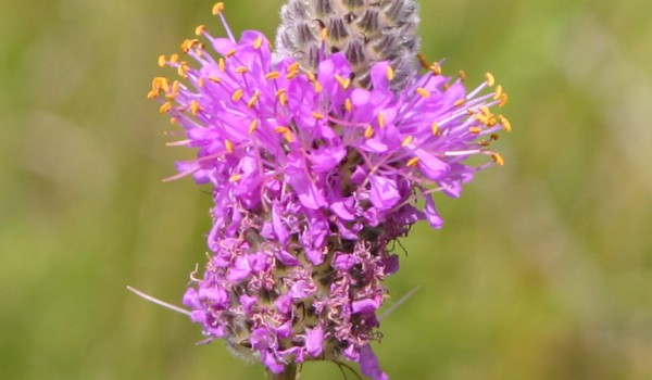 Photo of a Purple Prairie-clover plant.