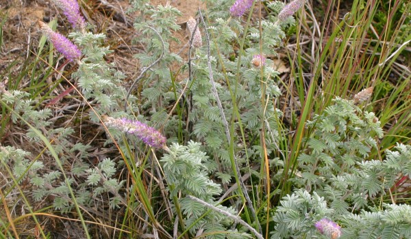 Photo of a Hairy Prairie-clover plant.