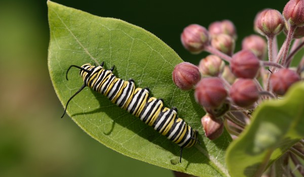 Photo of a Monarch caterpillar on a Showy Milkweed leaf. 
